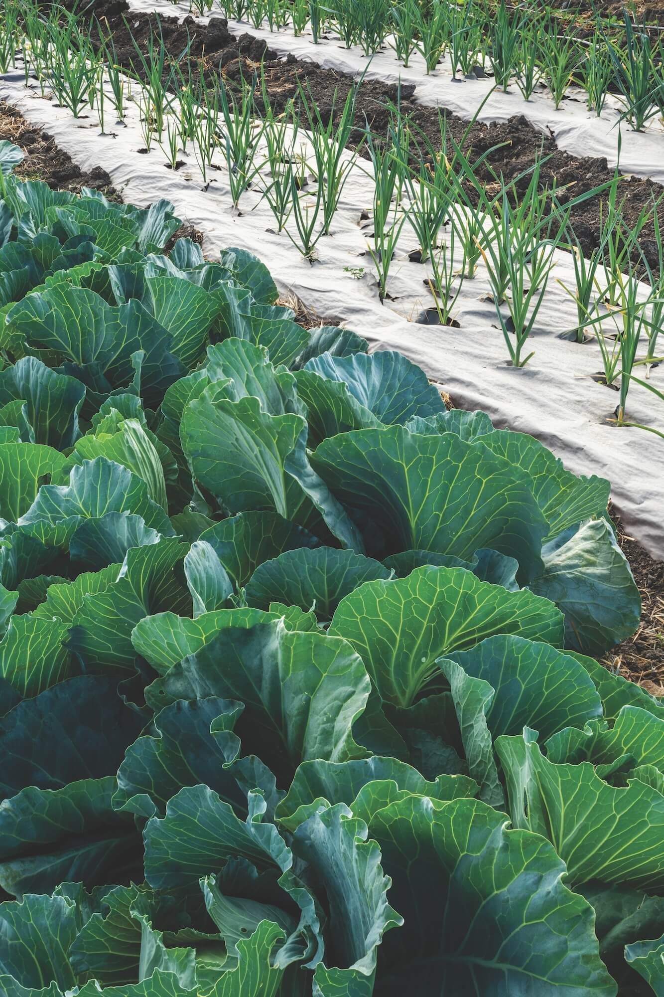 rows of fresh leafy vegetables growing guide to eating local